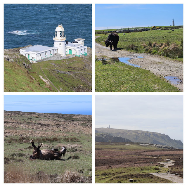 Collage: lighthouse, highland cattle on path, horse rolling on his back, landscape