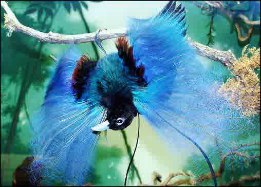 Cendrawasih blue bird