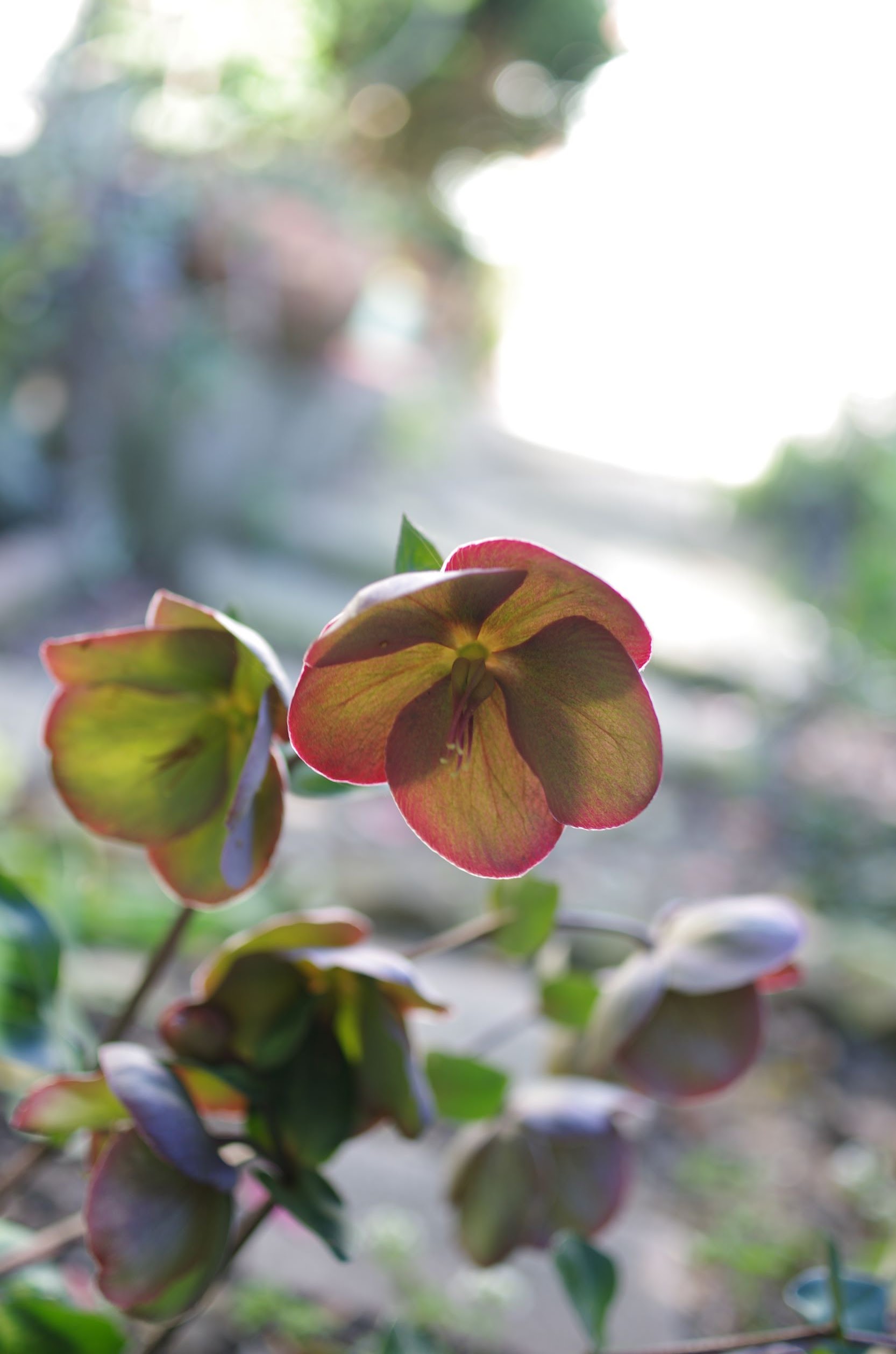 Helleborus orientalis