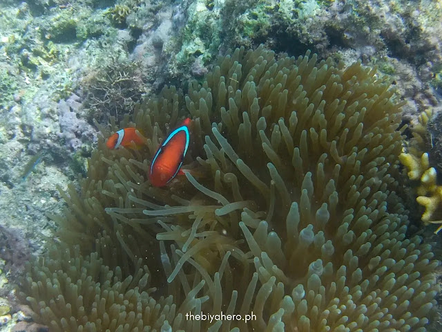 Clown fish on its habitat seen during snorkeling
