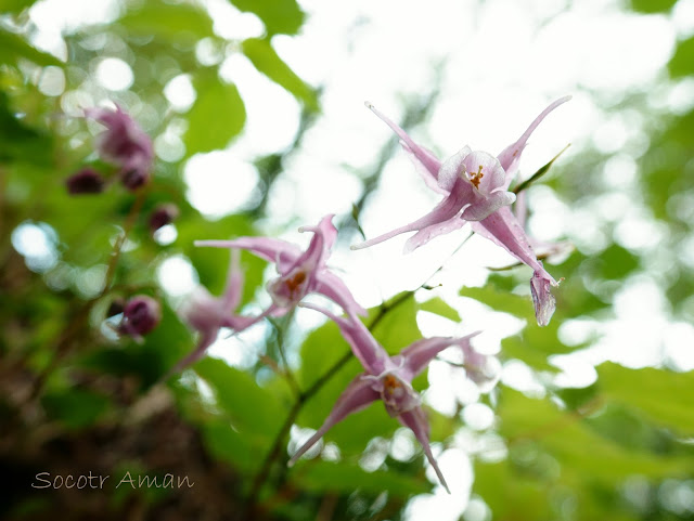 Epimedium grandiflorum