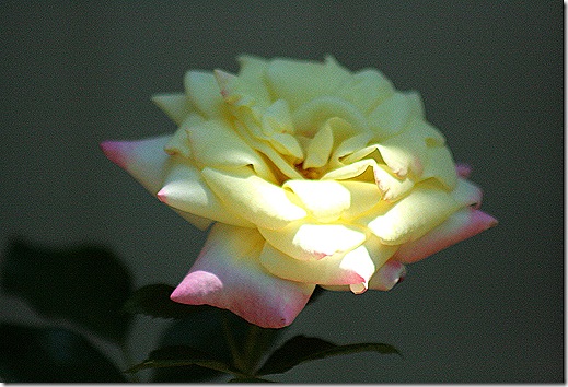 Rose_MusicBox