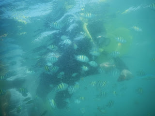 Snorkeling di Pulau Pari