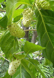 Gambar Buah Mengkudu