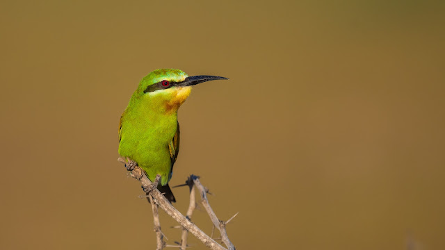 Blue-cheeked Bee-eater