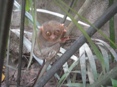 Tarsier Bohol