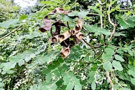 Saga Tree Seed Pod