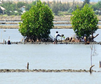 Tips Kunci Sukses Budidaya Udang Vannamei di Air Tawar