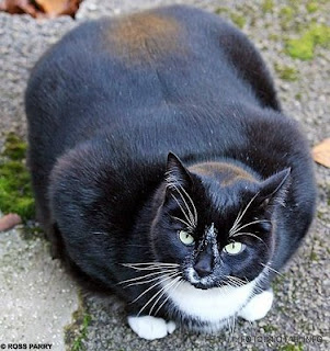 толстые коты, прикольные животные
