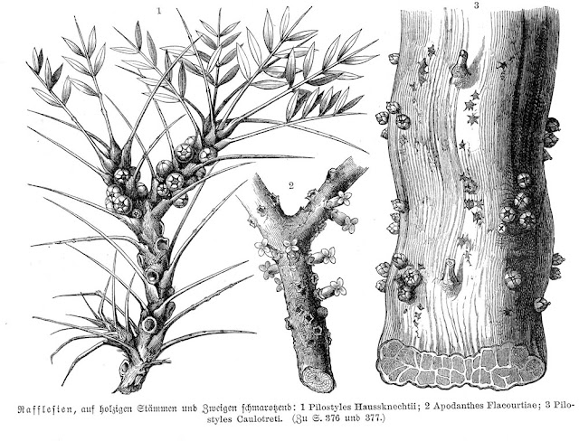 apodanthaceae