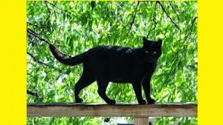 -black-cat-is-a-symbol-of-really-bad-luck-