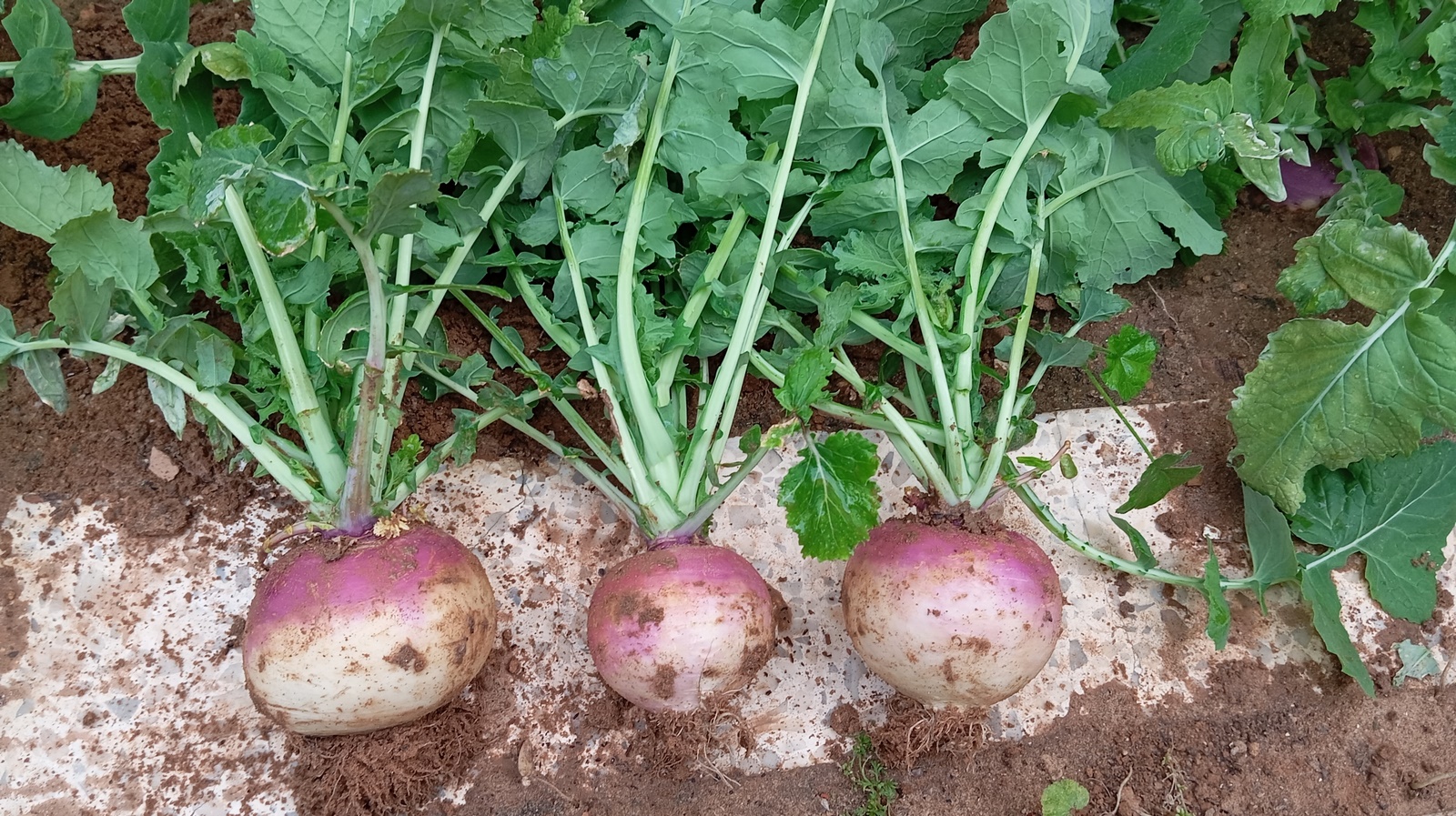 When harvesting turnips, it's important to be patient as they need time to fully develop their flavor and texture. The decisive moment occurs when these modest roots grow to the size of a tennis ball, indicating they are ready to be harvested. However, be cautious: picking them too early can take away their best flavor and texture, while leaving them on the vine for too long may result in a tough, stringy inside.