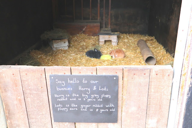Rabbits