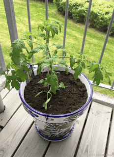 Årets tomatplante på plass!