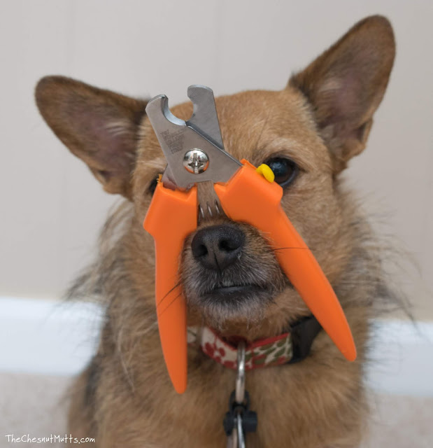 Mini Review: Dr. Buzby's Dog Nail Trimming Kit