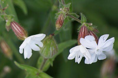 Avondkoekoeksbloem - Juffer Lizeblom - Silene latifolia alba