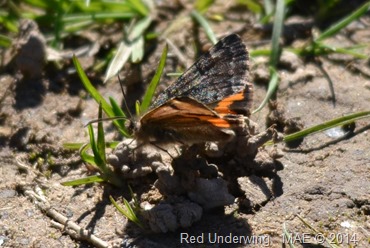 2014-03-16 Copse Wood 007
