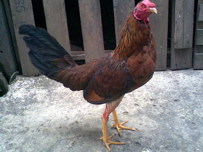 imagen de autentico gallo fino colombiano disponible para envio
