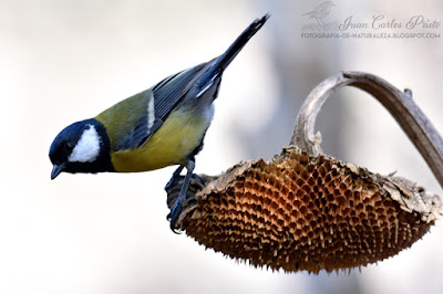 Carbonero Común - Parus major (fotografia-de-naturaleza.blogspot.com)