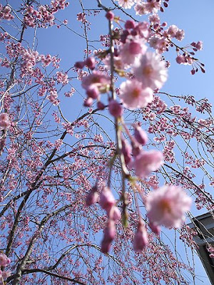 weeping cherry tree,