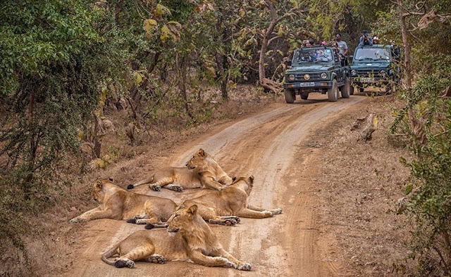 devaliya park sasan gir