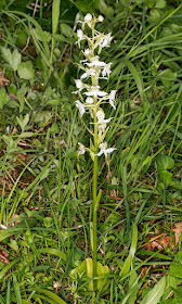 Greater Butterfly-orchid, Plantathera chlorantha.  Orchid Bank, High Elms Country Park, 11 June 2015.