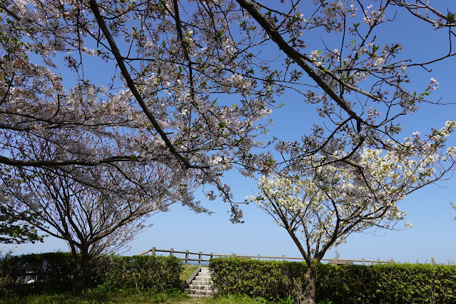 鳥取県西伯郡大山町御来屋 展望台のソメイヨシノ桜
