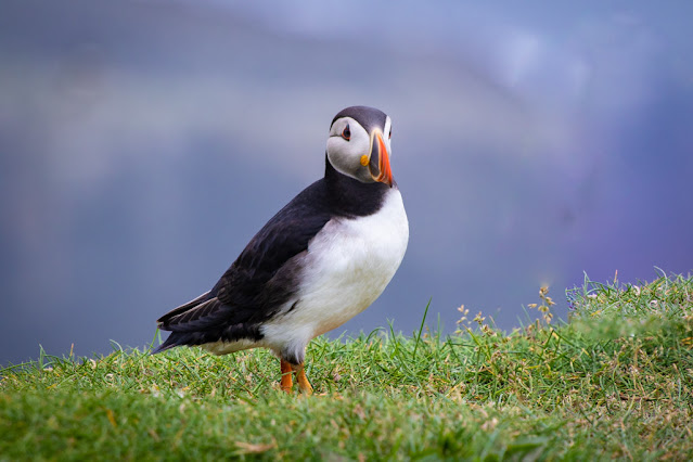 Isola di Mykines-Puffin-Pulcinella di mare