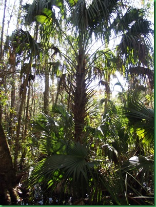 Last day at Highlands Hammock 025