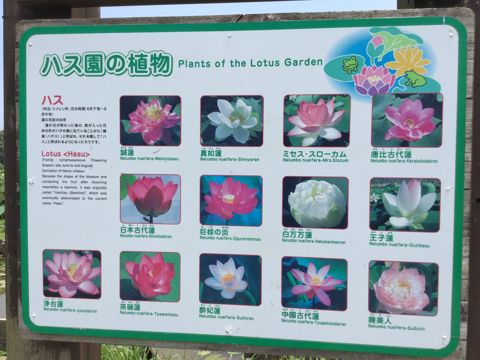 Dream Tours Japan Karako Lotus Garden Nagasaki Prefecture