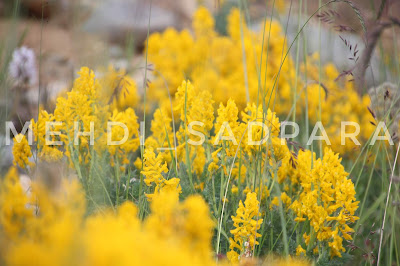 Deosai flowers,Deosai plains,Deosai Flora And Fauna In pictures,Gilgit Baltistan