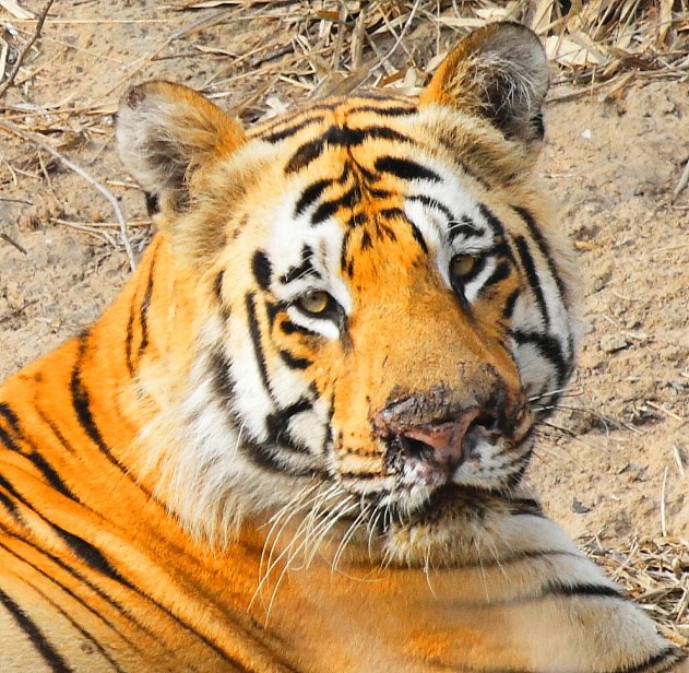 The beautiful face of a Royal Bengal Tiger at Tadoba Tiger Reserve, India