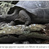 Cientistas flagram uma tartaruga-gigante caçando e engolindo um filhote de pássaro