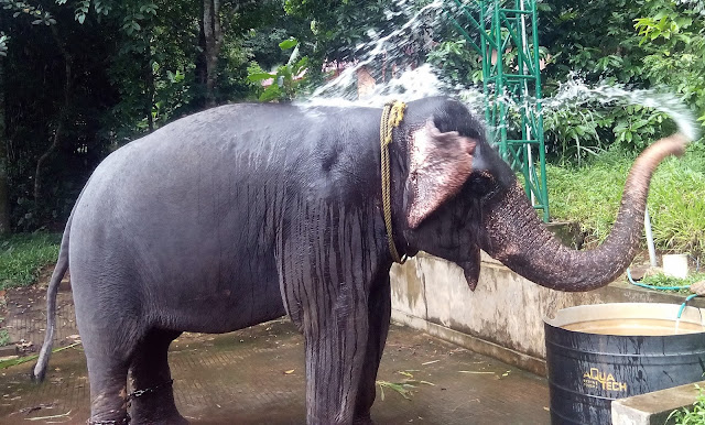 Kerala Elephants Images