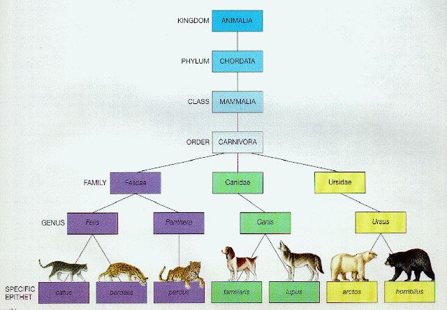 Mengenal Hewan  dan Tumbuhan  Klasifikasi Hewan 