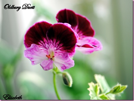 Pelargoner og div mai -10 003