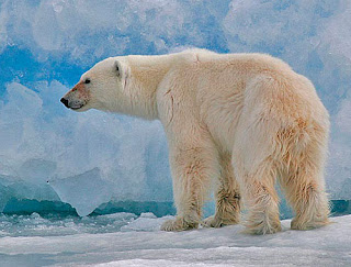 Antarctic Polar Bears Habitats