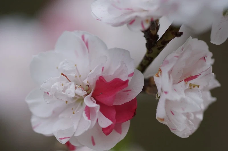 ２０１５年　花桃（その３）