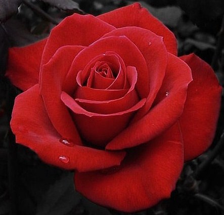 Gambar-gambar bunga mawar merah Paling Indah | Informasi ...