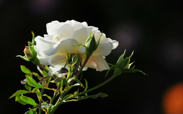 Beautiful White Rose Flower Wallpaper