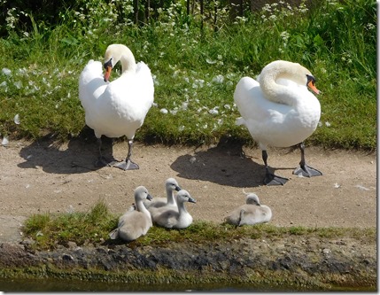 4 first cygnets