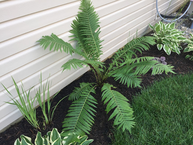 ostrich fern in side yard