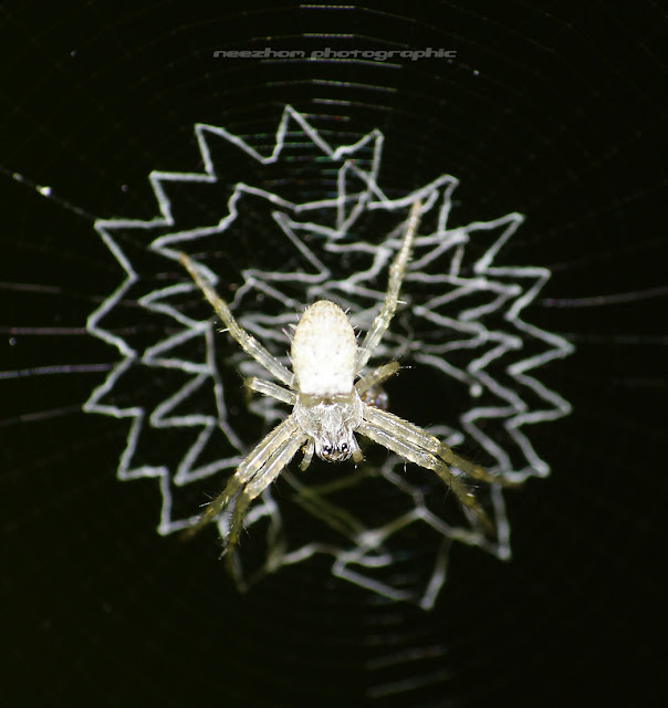 White Spider on a zig zag web