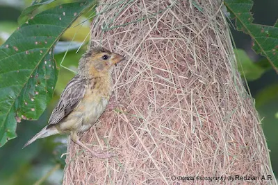 Baya Weaver Nesting