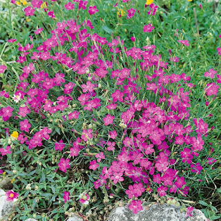 https://www.amazon.de/Dianthus-deltoides-Heidenelke-5-Stauden/dp/B006ZH3RSO/ref=lp_4288506031_1_20?s=garden&amp;ie=UTF8&amp;qid=1496606408&amp;sr=1-20&_encoding=UTF8&tag=geronimo0c-21&linkCode=ur2&linkId=2d644da2025b0e076048d6da788943ee&camp=1638&creative=6742">Garten Ideen<