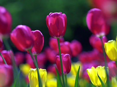 spring tulips wallpaper