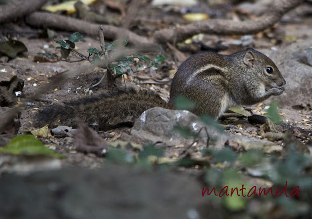 Kaeng Krachan, Squirrel