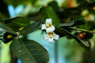 Gambar Daun Dan Buah Jeruk Kingkit