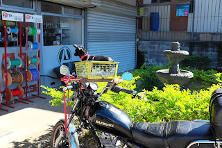 Small dog in motorcycle basket in Puriscal.