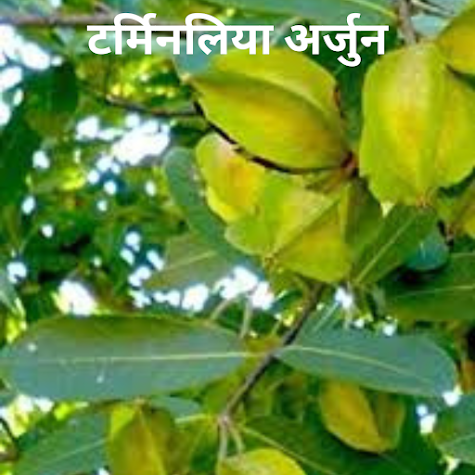 टर्मिनलिया अर्जुन